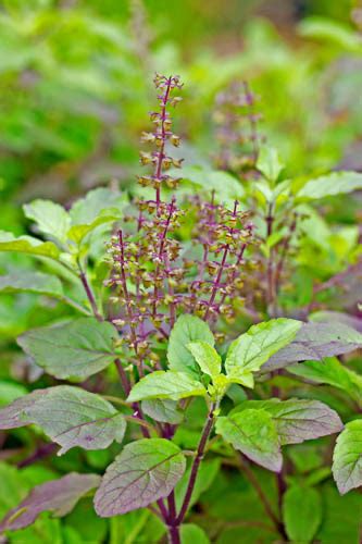 holy basil in tagalog|LIST OF PHILIPPINE MEDICINAL PLANTS IN ENGLISH AND .